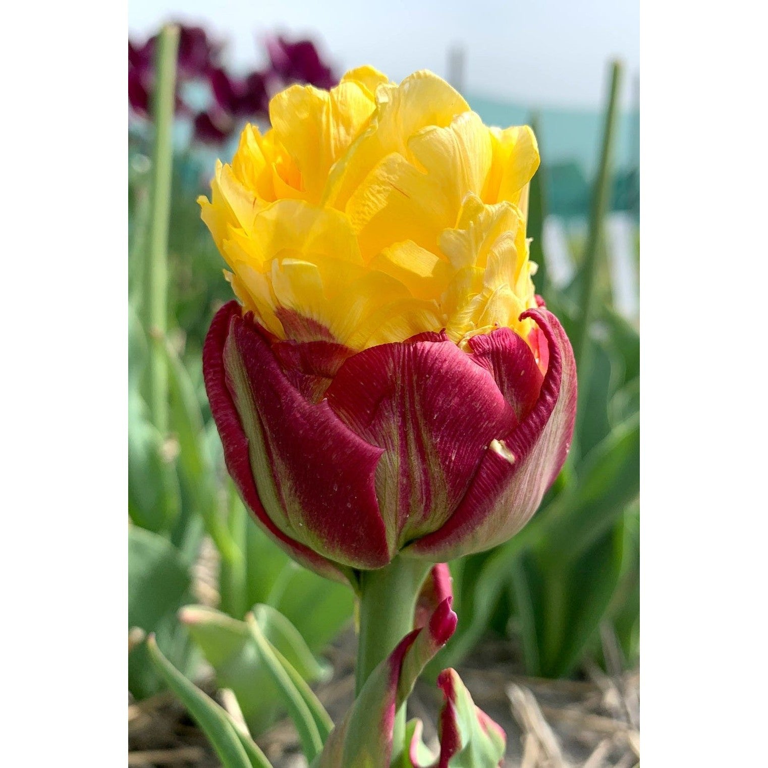 Tulpan Ice Cream Banana (premium) 3-pack